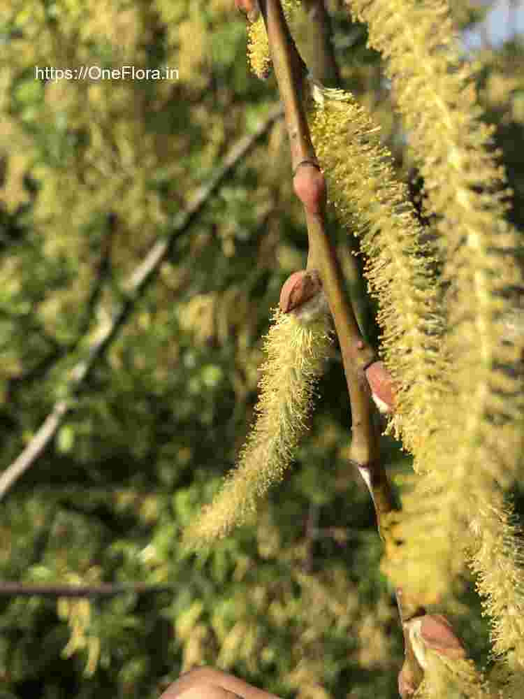 Salix tetrasperma