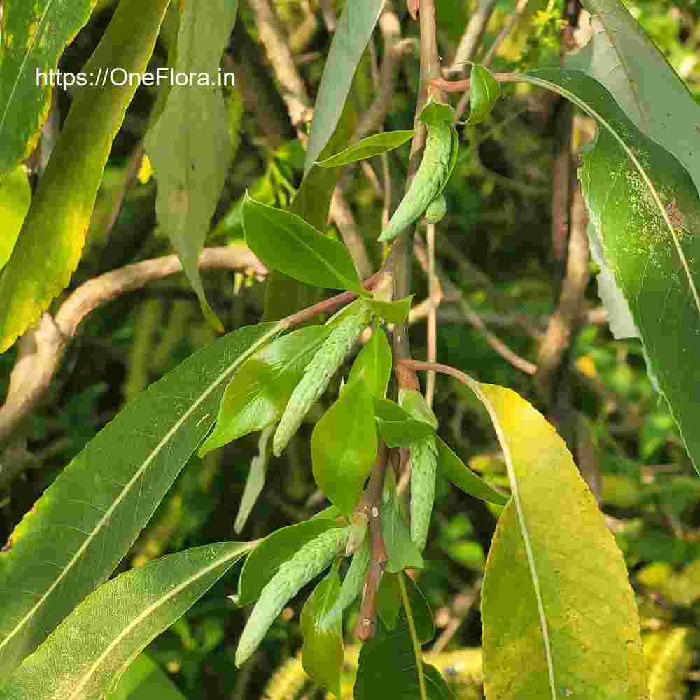 Salix tetrasperma