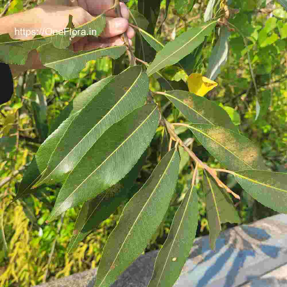 Salix tetrasperma