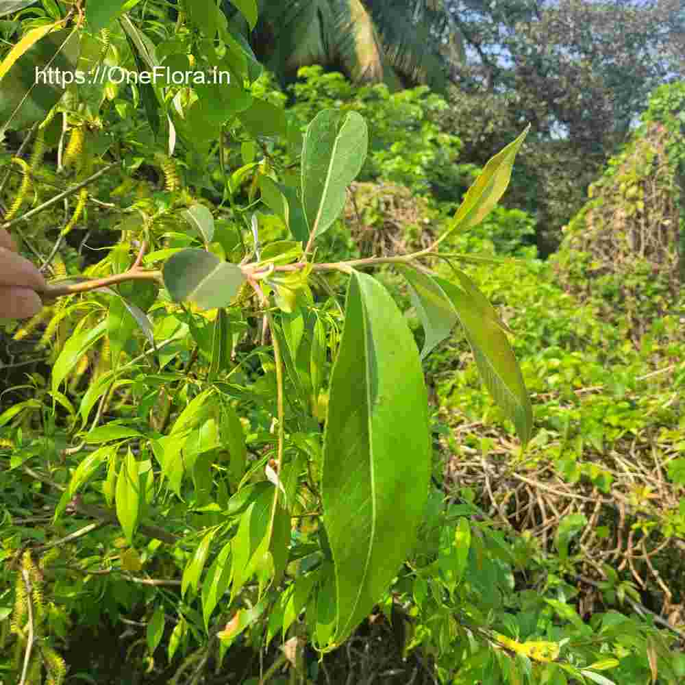 Salix tetrasperma