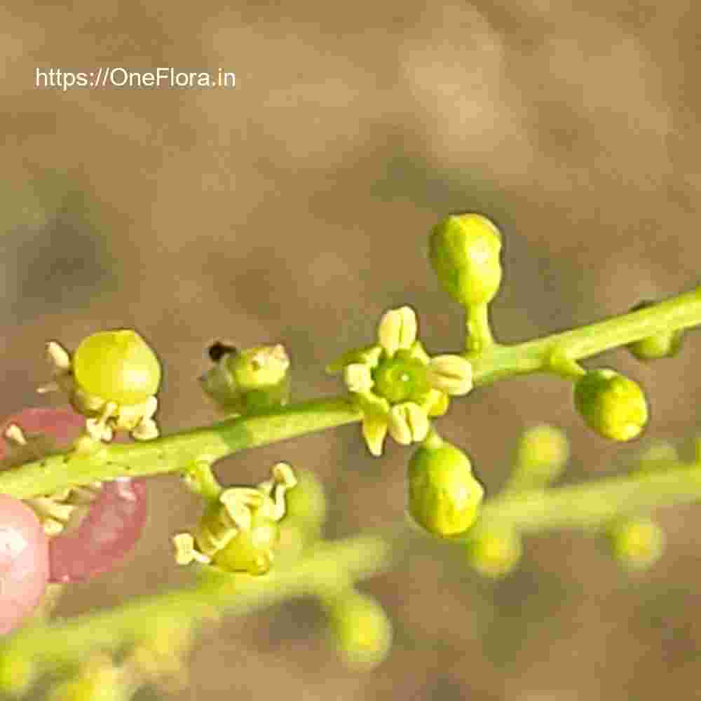 Salvadora persica var. indica