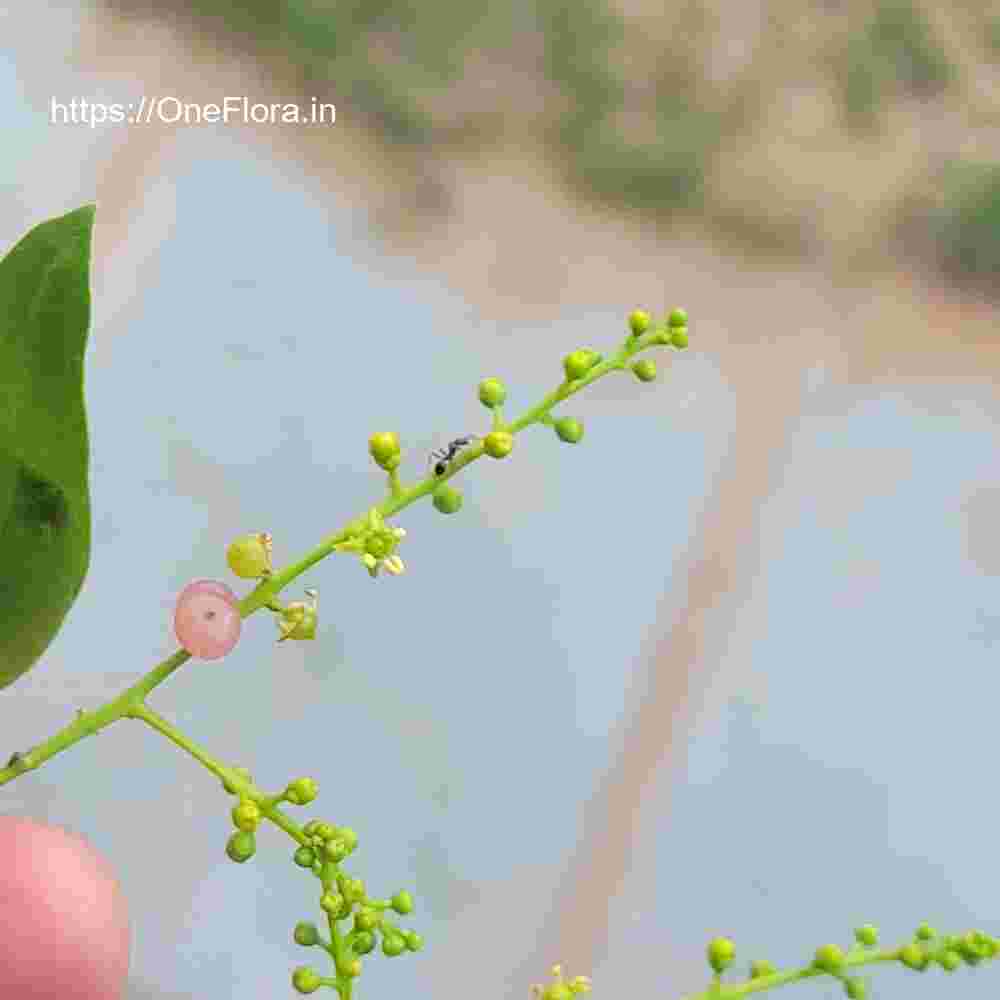 Salvadora persica var. indica