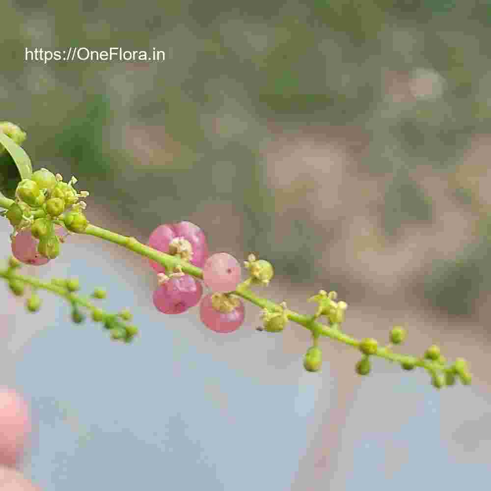 Salvadora persica var. indica