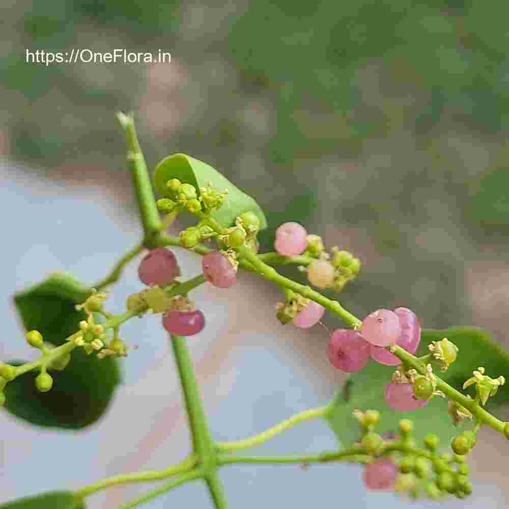 Salvadora persica var. indica