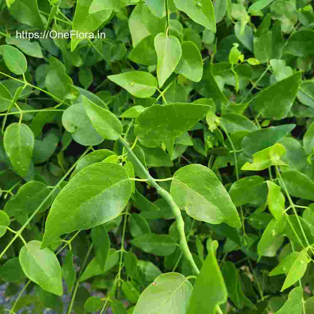 Salvadora persica var. indica