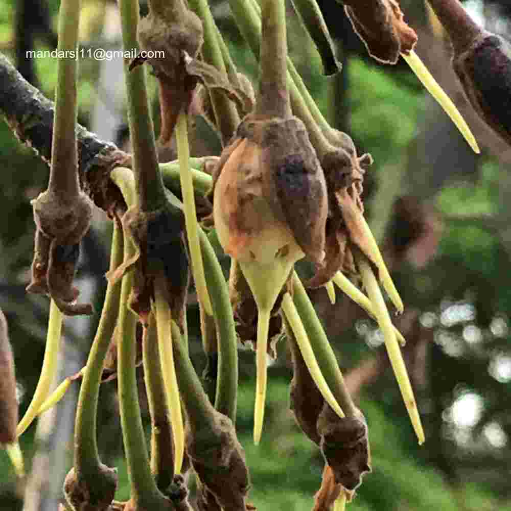 Madhuca longifolia var latifolia