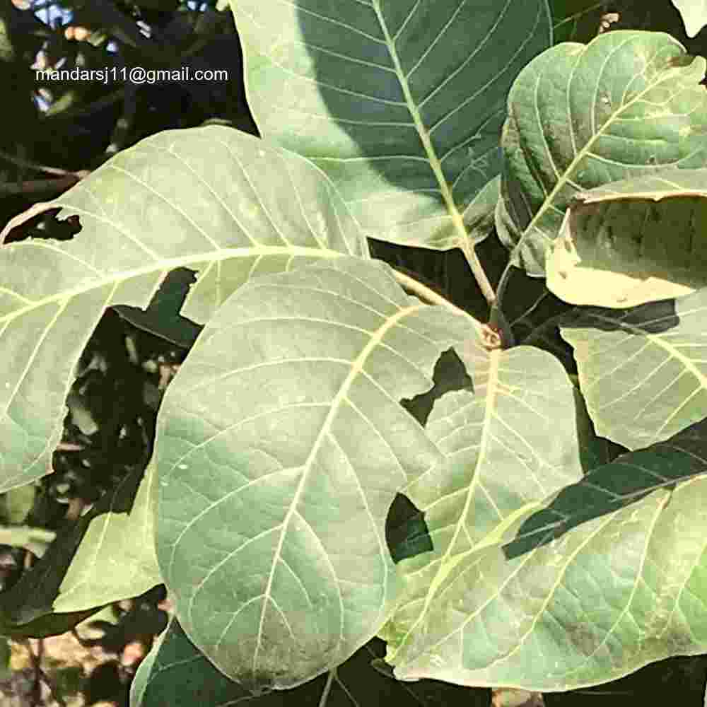 Madhuca longifolia var latifolia