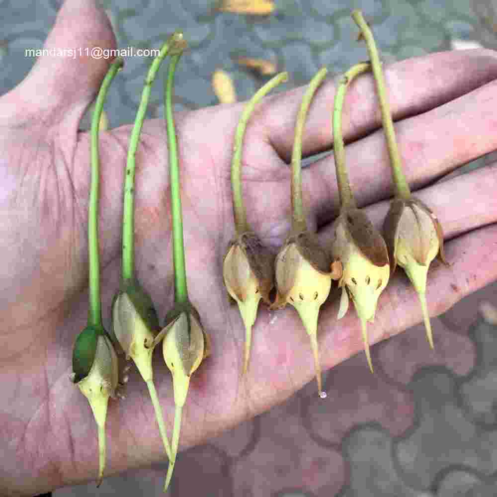 Madhuca longifolia var longifolia