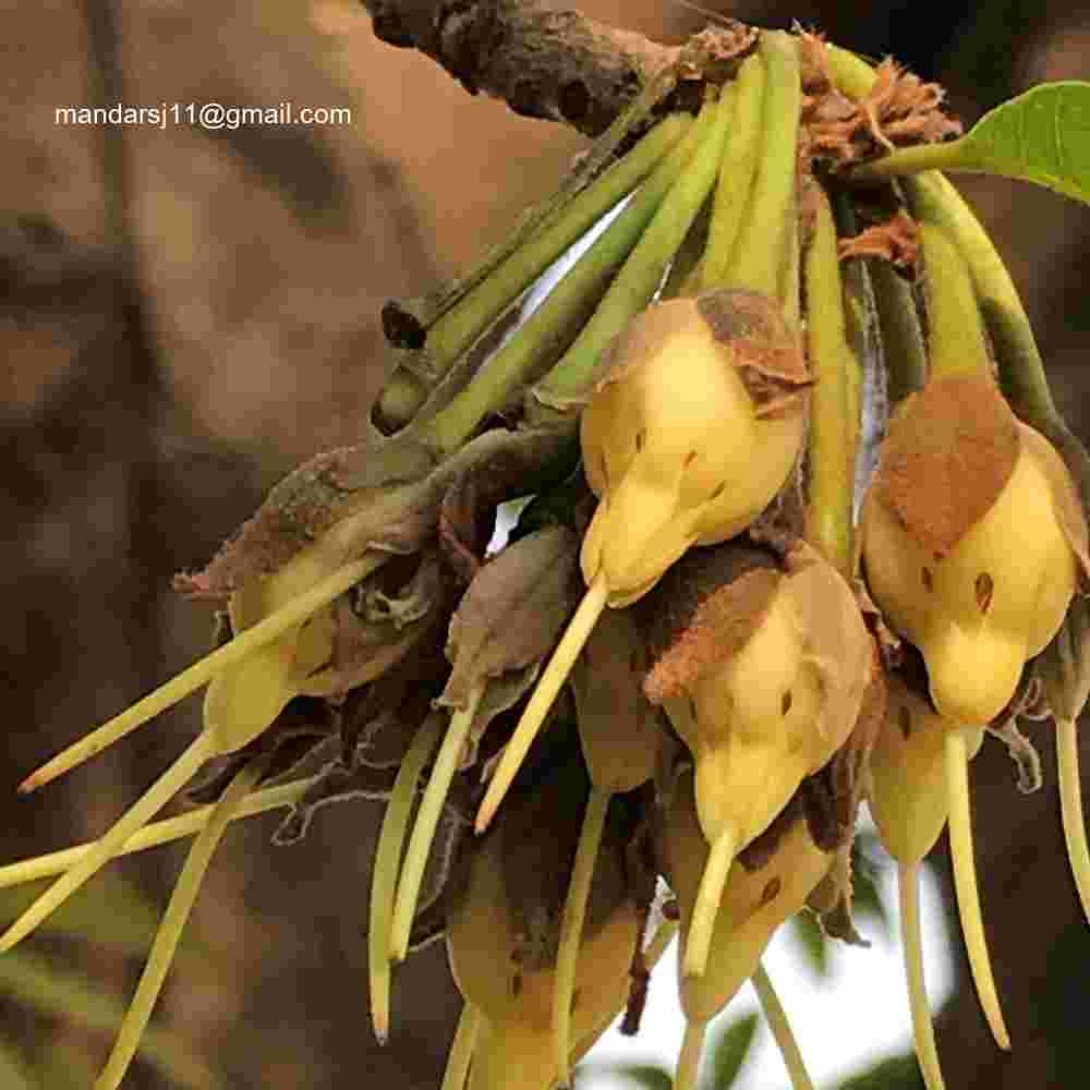 Madhuca longifolia var longifolia