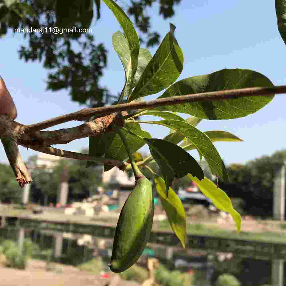 Madhuca longifolia var longifolia