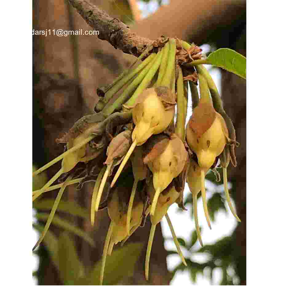 Madhuca longifolia var longifolia