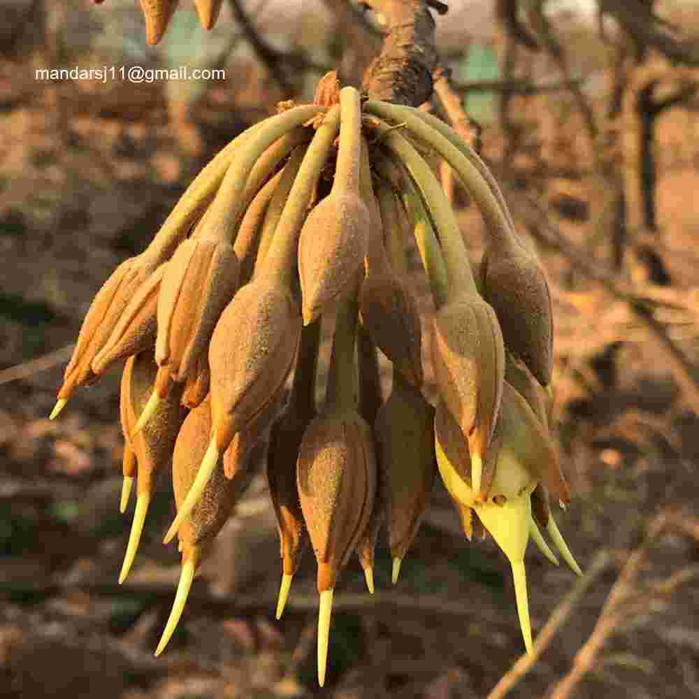 Madhuca longifolia var longifolia