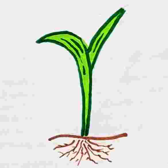 Monocotyledon