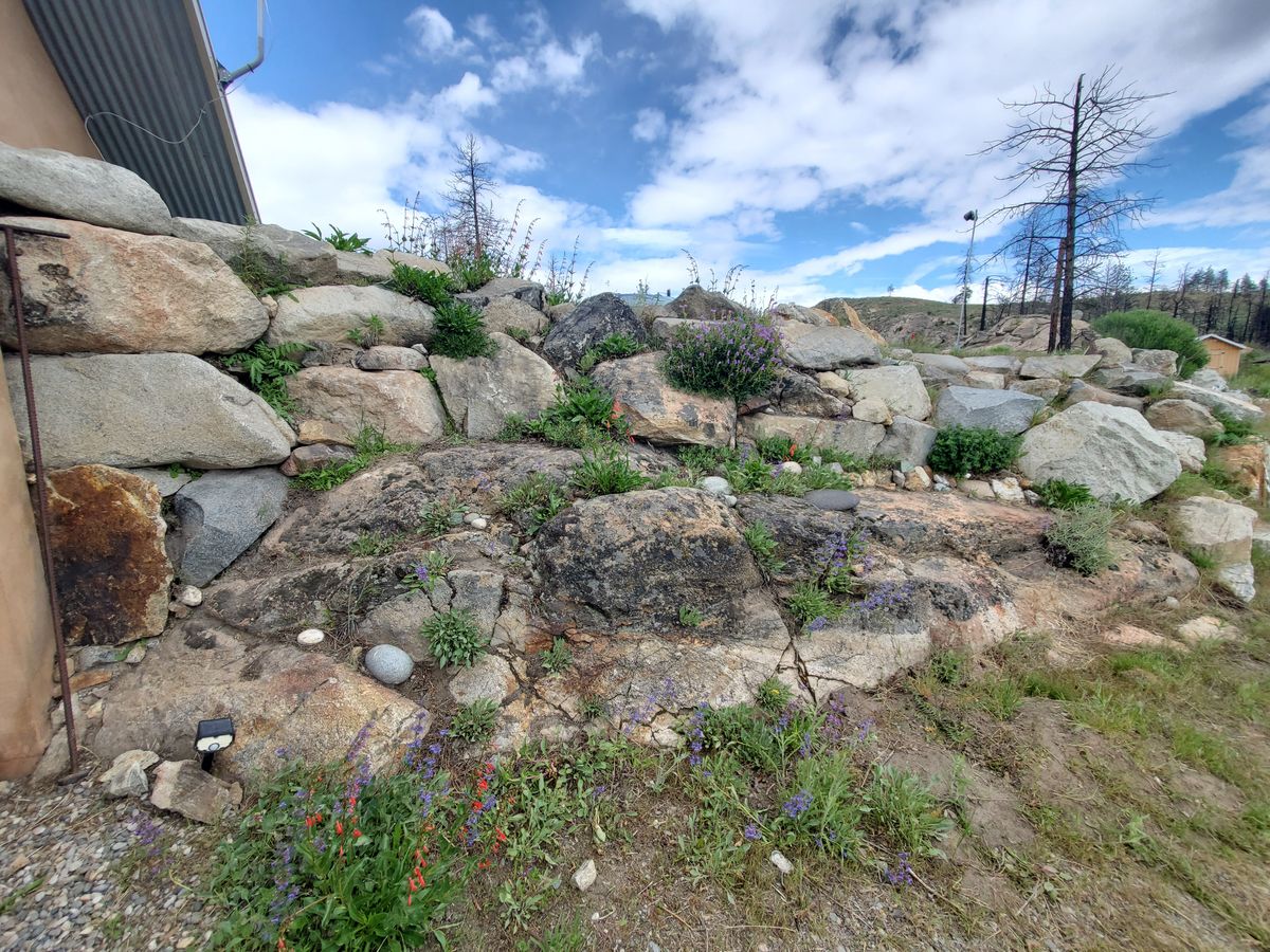 The rock wall of penstemon at the entry is our favorite spot.