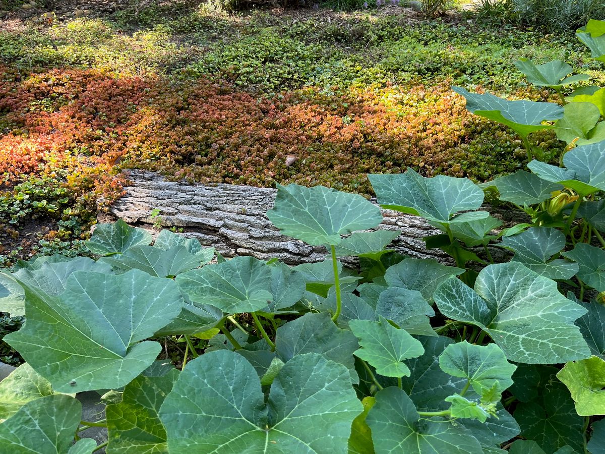green_photos
