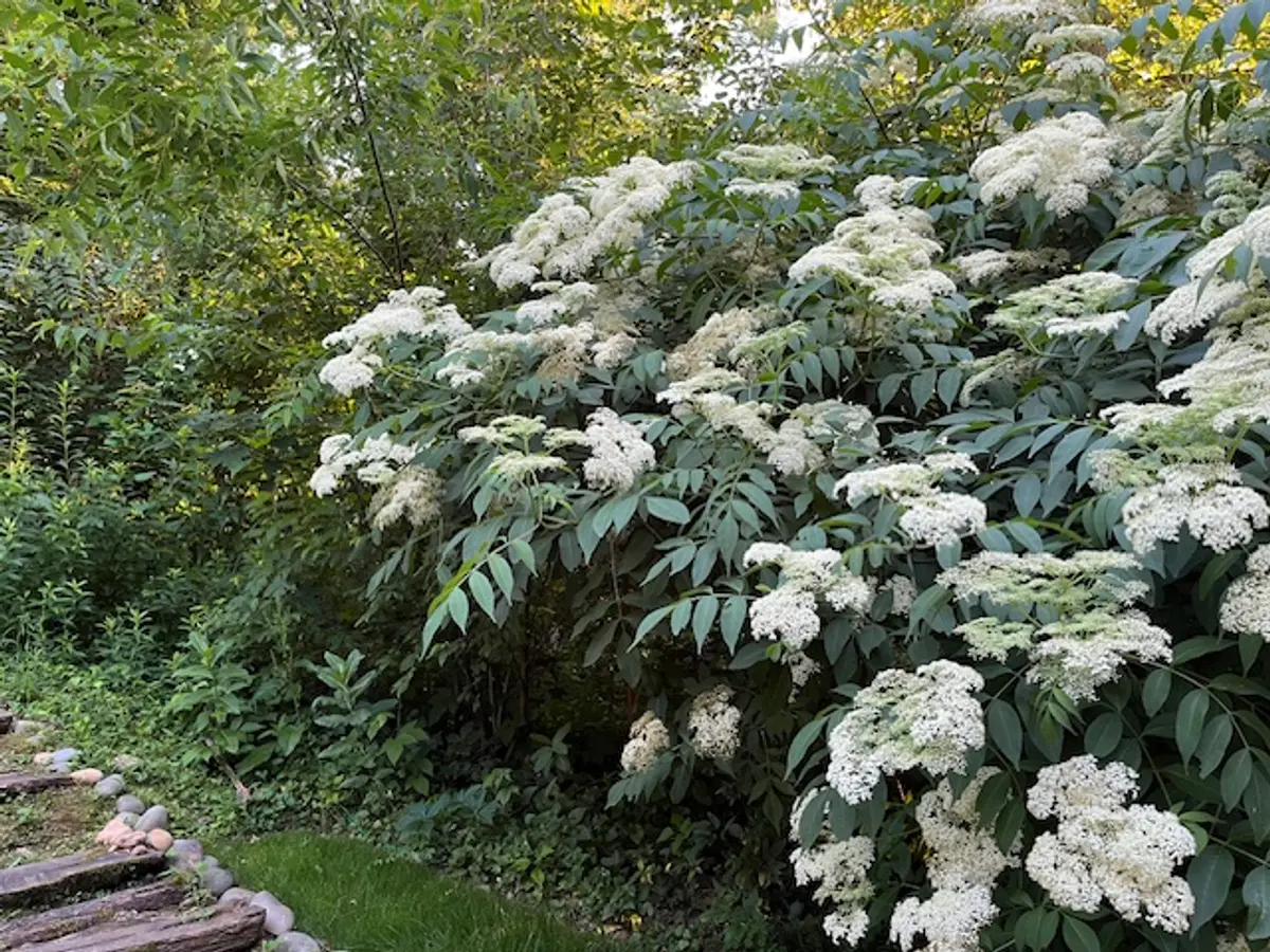green_photos