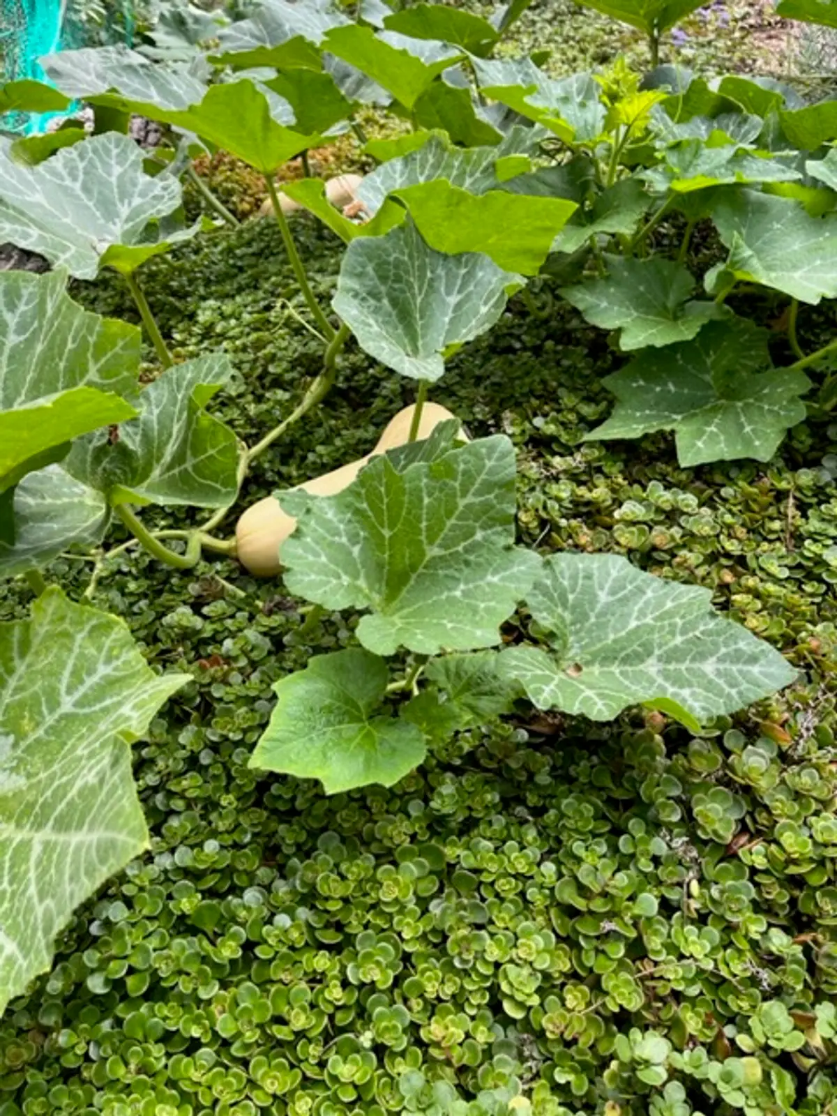 green_photos