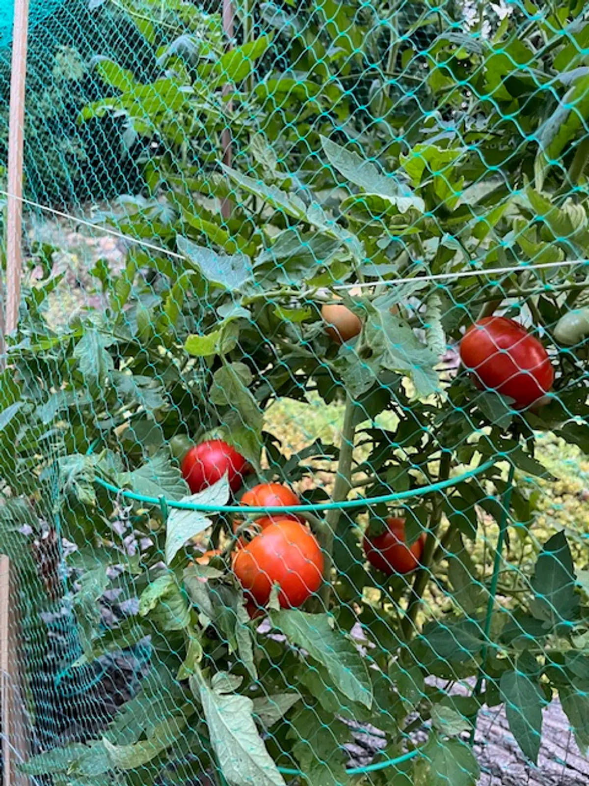 green_photos