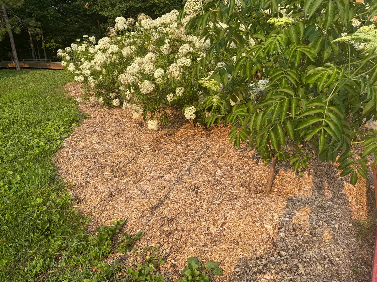 woodchips from trees cut on property for firewood cover cardboard to mulch elderberry bushes.