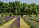 listing-thumbnails