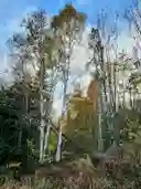 listing-thumbnails