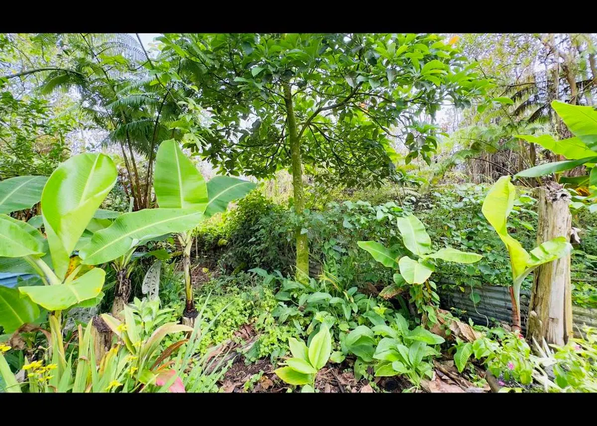 Green Homes for Sale - Volcano, Hawaii Green Home