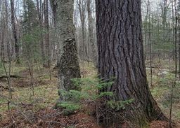 listing-thumbnails