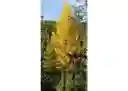 listing-thumbnails