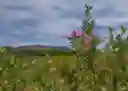 listing-thumbnails