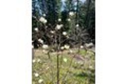 listing-thumbnails