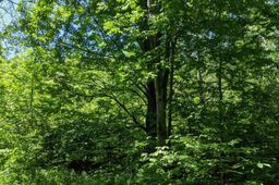 listing-thumbnails