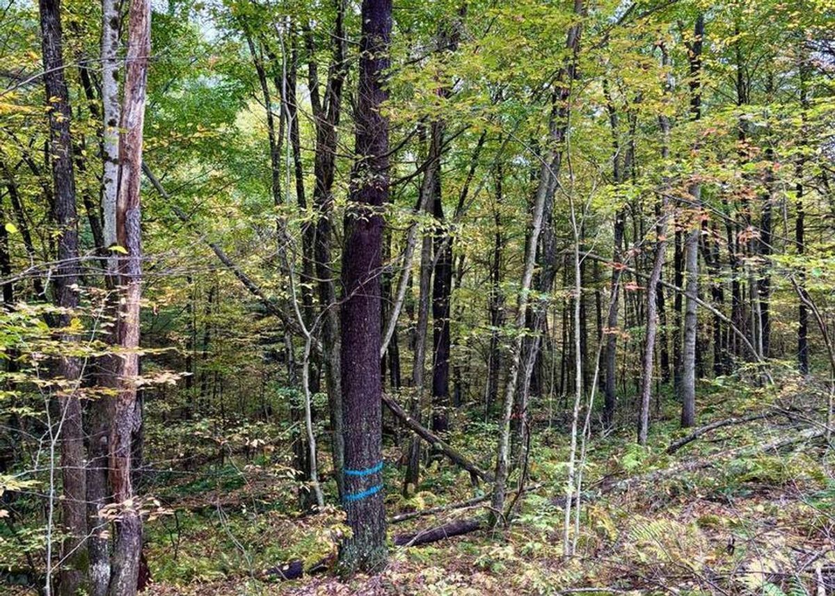 Green Homes for Sale - Beech Creek, Pennsylvania Green Home