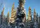 listing-thumbnails