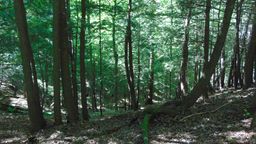 listing-thumbnails