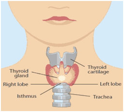 Thyriod
