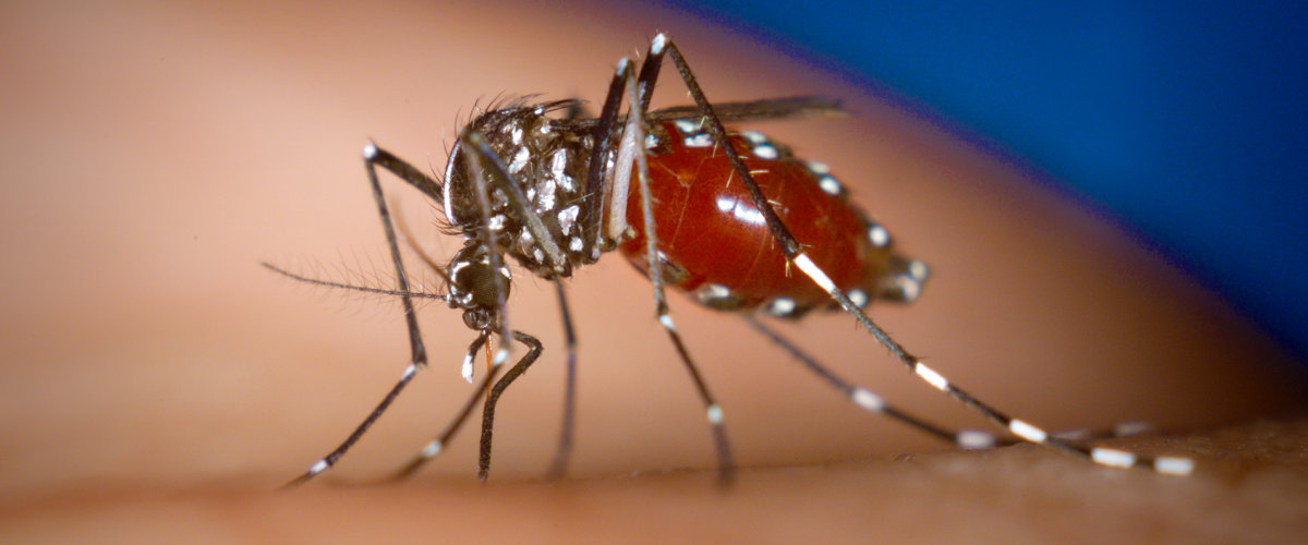Dengue Fever treatment Dengue Fever treatment