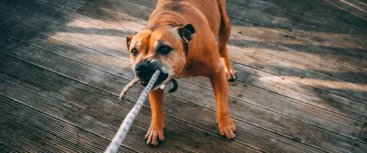 Rabies Treatment in Delhi Rabies Treatment in Delhi
