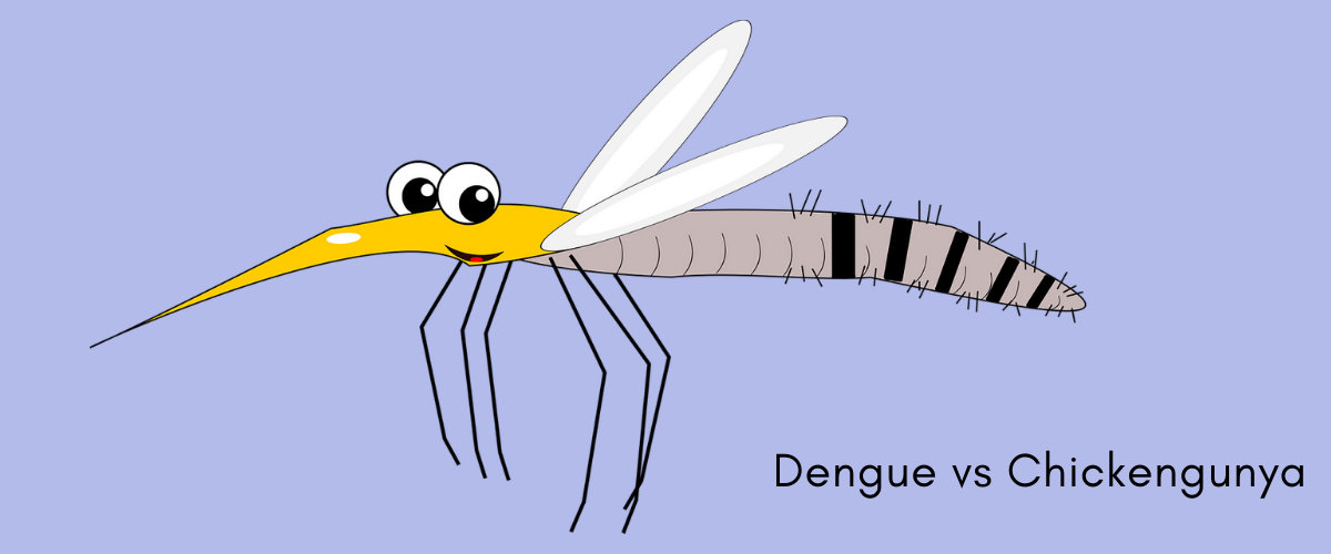 Chikungunya Vs Dengue Chikungunya Vs Dengue