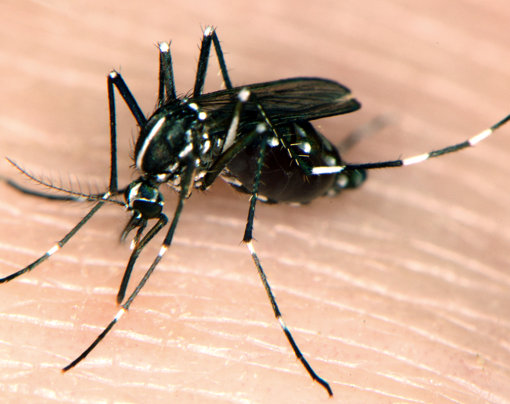 Chikungunya