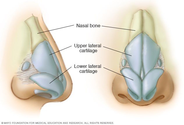nose anatomy