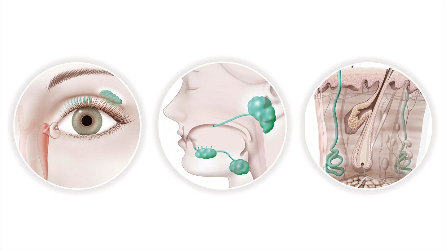 Sjogren's syndrome