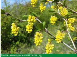 Berberis Vulgaris