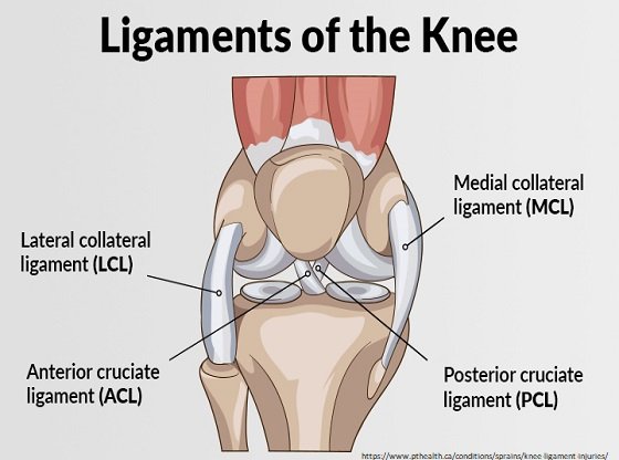 Knee Ligament