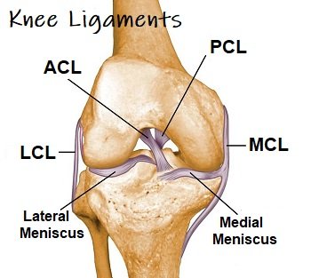 Knee Ligaments : Anatomy, Function &amp; Injuries - Knee Pain Explained