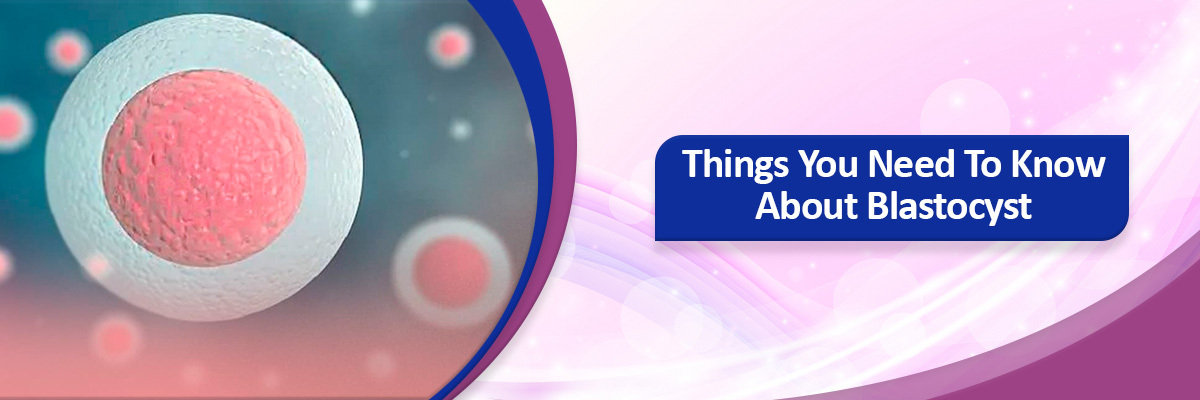 Things You Need To Know About Blastocyst Things You Need To Know About Blastocyst