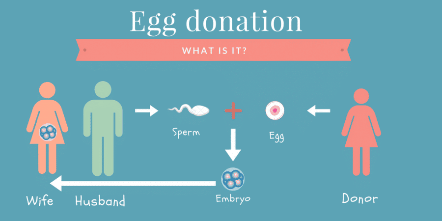 Egg Donation: Everything you need to know | Dunya IVF Fertility Clinic