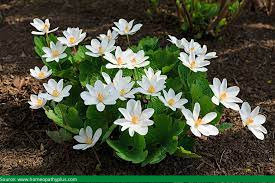 Sanguinaria