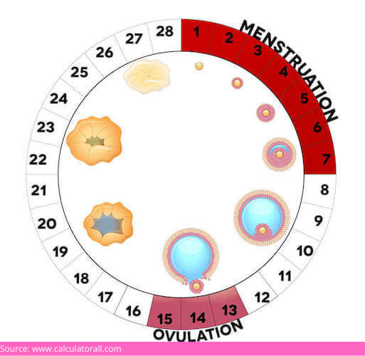 ovulation