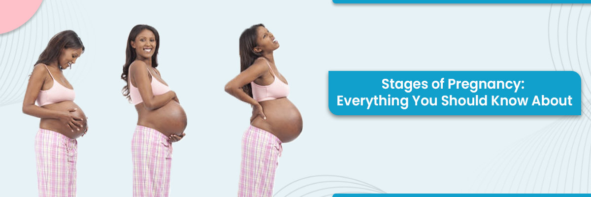 Stages of pregnancy Stages of pregnancy
