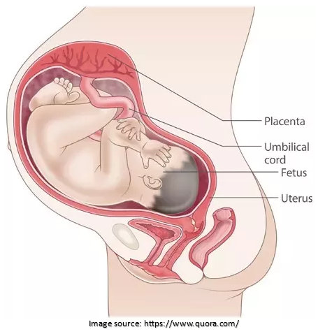 placental Barrier